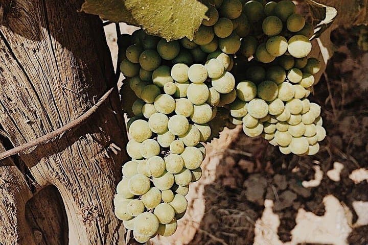 Private Willamette Valley Wine Tour from Portland — Boutique Tastings for 1–5 photo 4