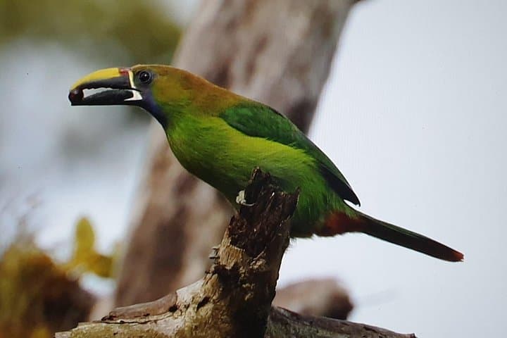 Monteverde Birdwatching Tour: Spot Resplendent Quetzals, Toucans & Hummingbirds photo 3