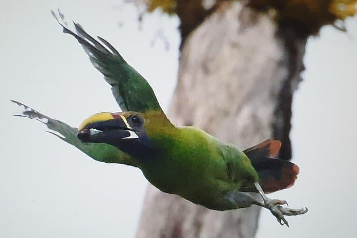 Monteverde Birdwatching Tour: Spot Resplendent Quetzals, Toucans & Hummingbirds photo 1