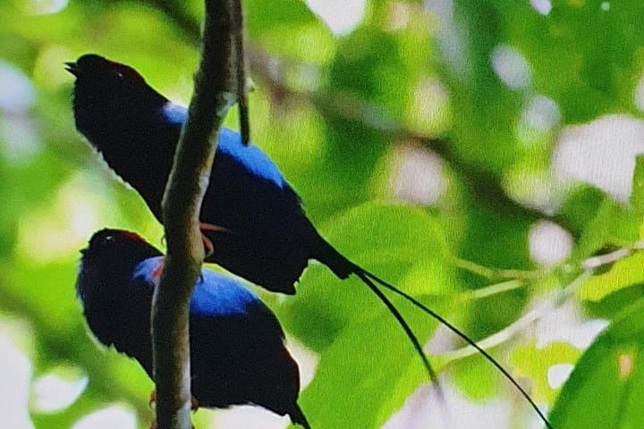 Monteverde Birdwatching Tour: Spot Resplendent Quetzals, Toucans & Hummingbirds photo 4