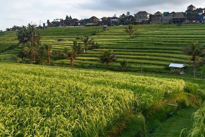 2-Day North Bali Private Tour: Ulun Danu, Lovina Dolphins & Tanah Lot photo 4