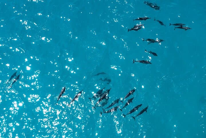 Early-Morning Whale & Dolphin Watching in Trincomalee — Blue Whales & Dolphins photo 3