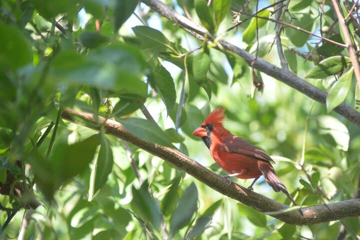 Isla Holbox Private Bird-Watching Tour: Guided Mangrove & Shoreline Birding photo 2