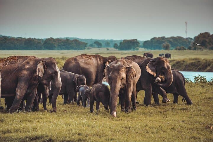 Kandy to Trincomalee Safari Drive — Minneriya & Kaudulla Elephant Safaris photo 2