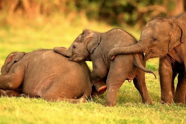 Kandy to Trincomalee Safari Drive — Minneriya & Kaudulla Elephant Safaris photo 3