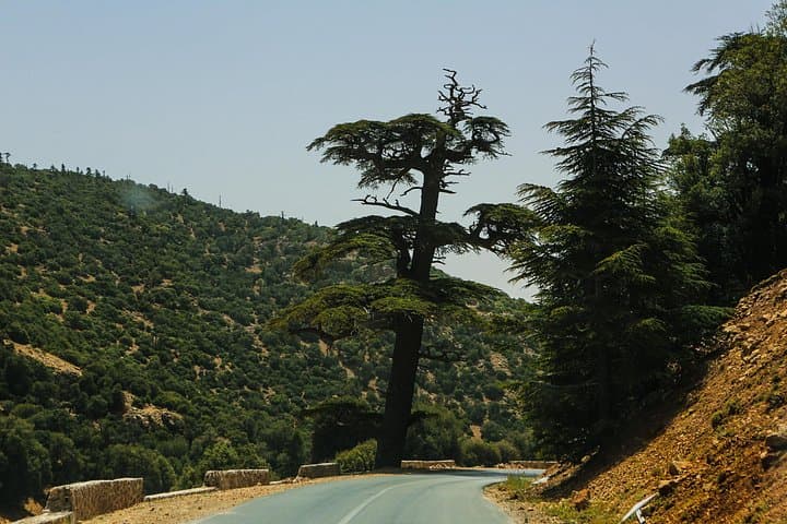 Middle Atlas Day Trip from Fes: Ifrane, Cedars & Berber Villages photo 1