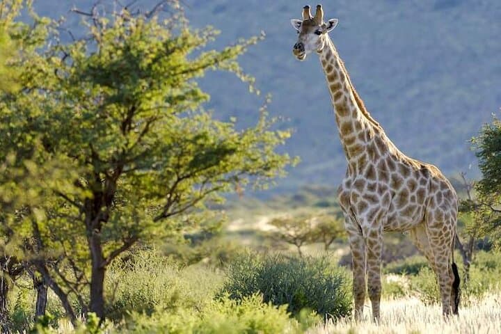 Pilanesberg Full-Day Safari: Big Five Game Drive from Sun City