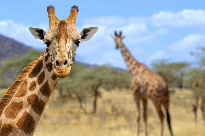 Pilanesberg Full-Day Safari: Big Five Game Drive from Sun City photo 2