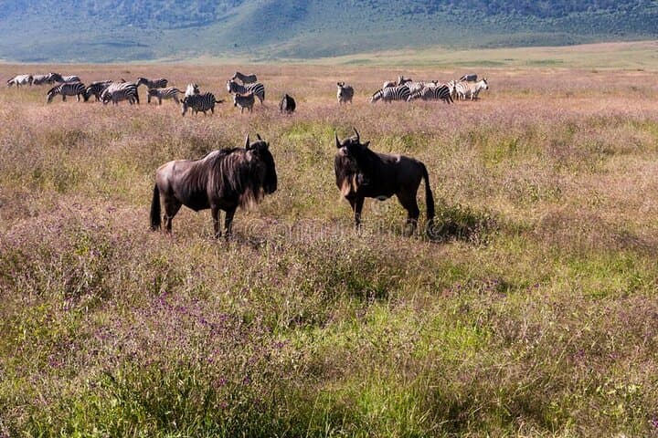 Pilanesberg Full-Day Safari: Big Five Game Drive from Sun City photo 3