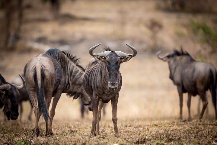 Pilanesberg Full-Day Safari: Big Five Game Drive from Sun City photo 4