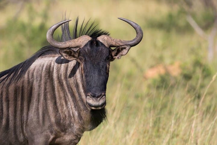 Pilanesberg Full-Day Safari: Big Five Game Drive from Sun City photo 5