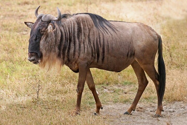 Pilanesberg Full-Day Safari: Big Five Game Drive from Sun City photo 6