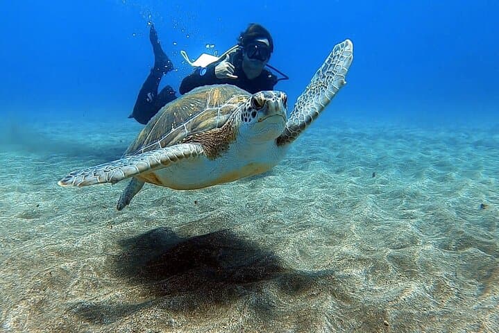 Beginner Scuba Diving in Abades, Tenerife — Guided Introductory Dive