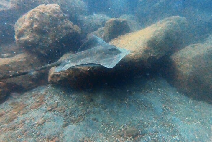 Beginner Scuba Diving in Abades, Tenerife — Guided Introductory Dive photo 5