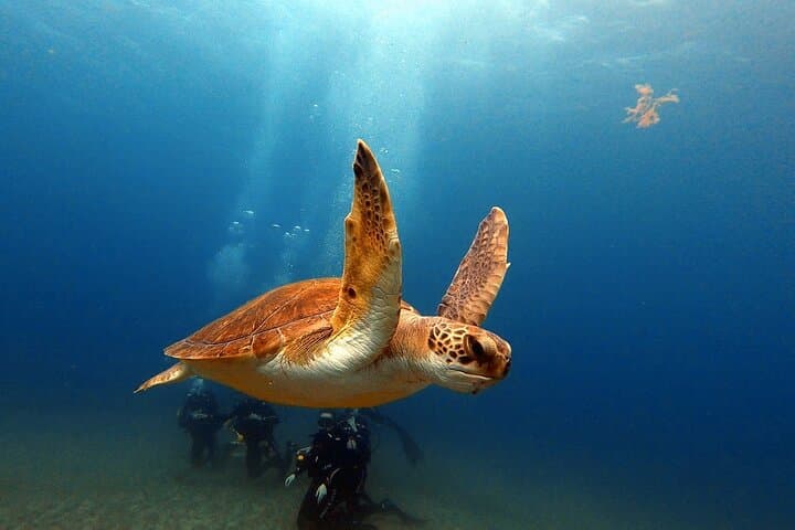 Beginner Scuba Diving in Abades, Tenerife — Guided Introductory Dive photo 3