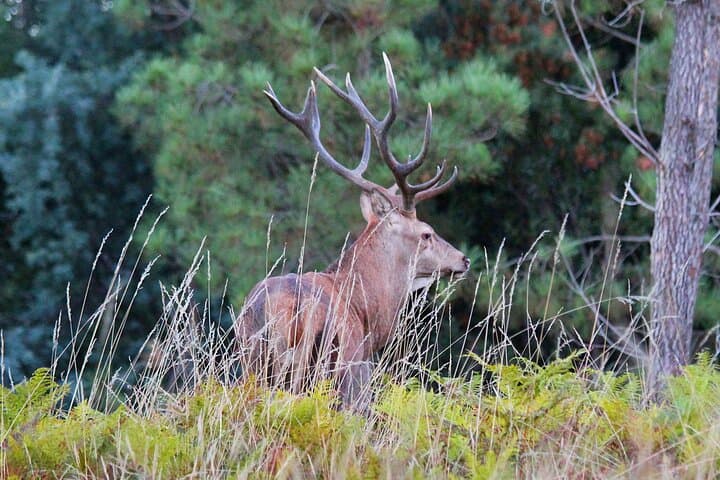 Off-Road Nature Tour in Serra da Lousã: Schist Villages, Forests & Deer