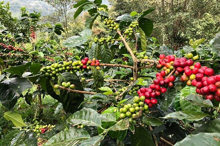 Be a Farmer for a Day: Coffee Farm & Salento Walking Tour photo 2