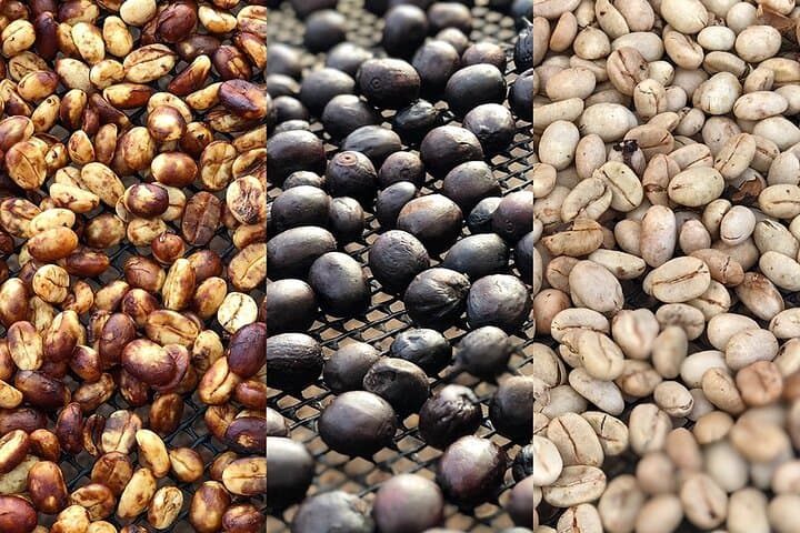Salento Coffee Farm Tour — Plant, Pick and Taste Authentic Colombian Coffee photo 5