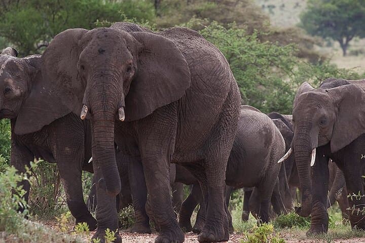 Budget 5-Day Tanzania Safari: Tarangire, Serengeti & Ngorongoro photo 4