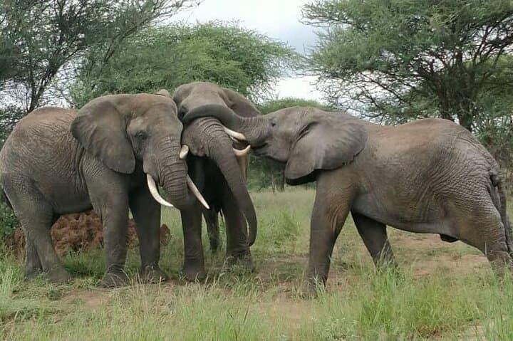 Budget 5-Day Tanzania Safari: Tarangire, Serengeti & Ngorongoro photo 3
