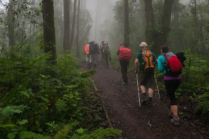 Kilimanjaro One-Day Hike to Mandara Hut: Marangu Route Day Trek photo 4
