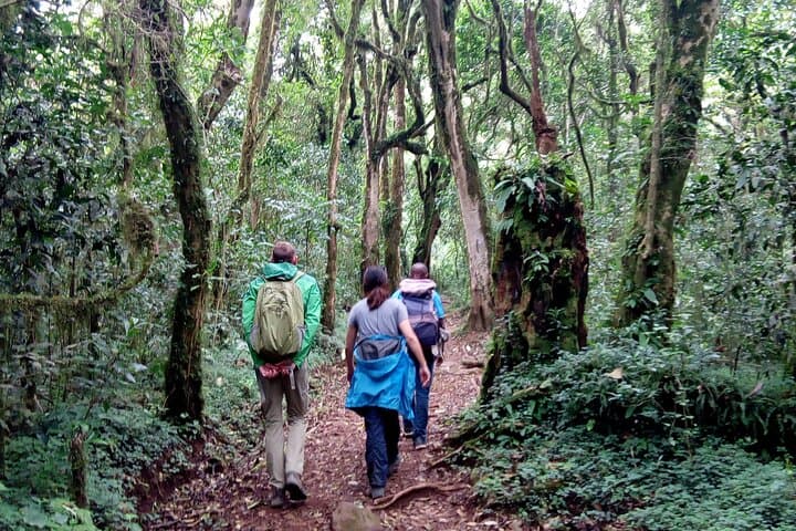 Kilimanjaro One-Day Hike to Mandara Hut: Marangu Route Day Trek photo 5