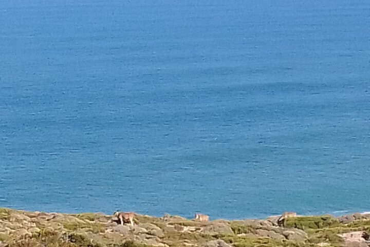 Cape Peninsula Day Tour: Penguins, Chapman's Peak & Cape Winelands photo 6