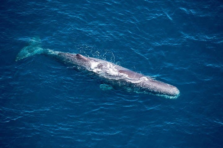 Helicopter Whale Watching at Kaikōura: Premier Scenic Landing & Marine Safari photo 1