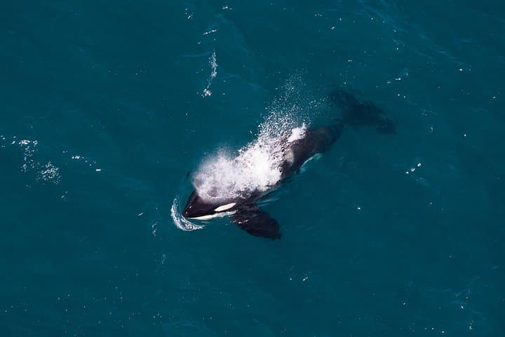 Helicopter Whale Watching at Kaikōura: Premier Scenic Landing & Marine Safari photo 2