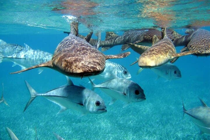 Pirates Cruise Punta Cana: Snorkel with Sharks & Stingrays photo 2