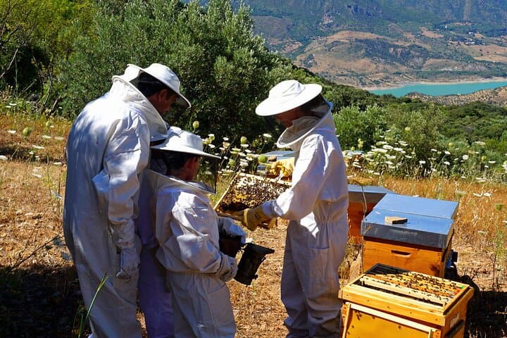 Bee Excursions in Sierra de Cádiz: Hands-On Beekeeping & Honey Tasting at Tajo Lagarín