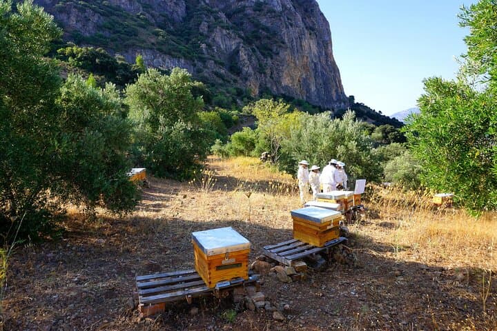 Bee Excursions in Sierra de Cádiz: Hands-On Beekeeping & Honey Tasting at Tajo Lagarín photo 5