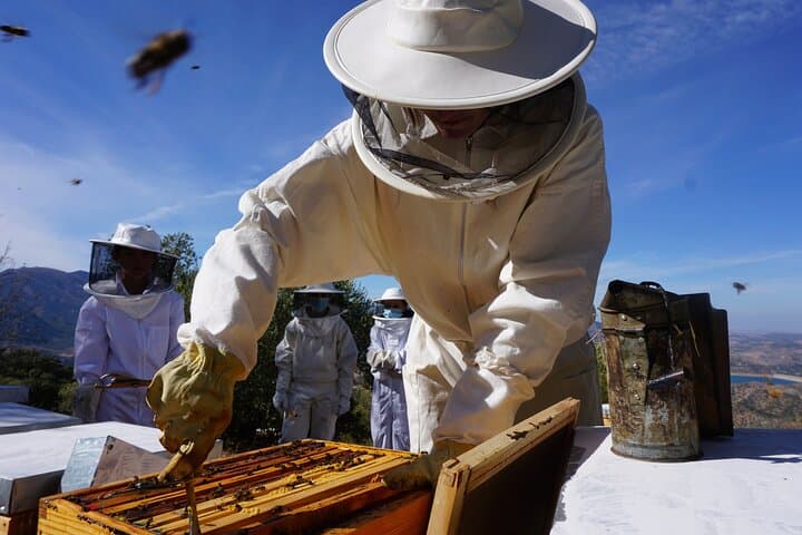 Bee Excursions in Sierra de Cádiz: Hands-On Beekeeping & Honey Tasting at Tajo Lagarín photo 3