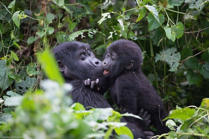 2-Day Bwindi Gorilla Trek from Kigali — Mountain Gorilla Safari photo 2