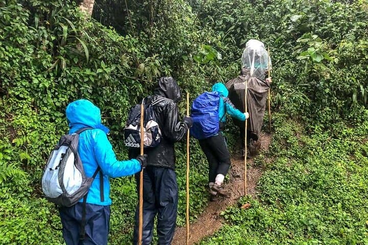 2-Day Bwindi Gorilla Trek from Kigali — Mountain Gorilla Safari photo 3