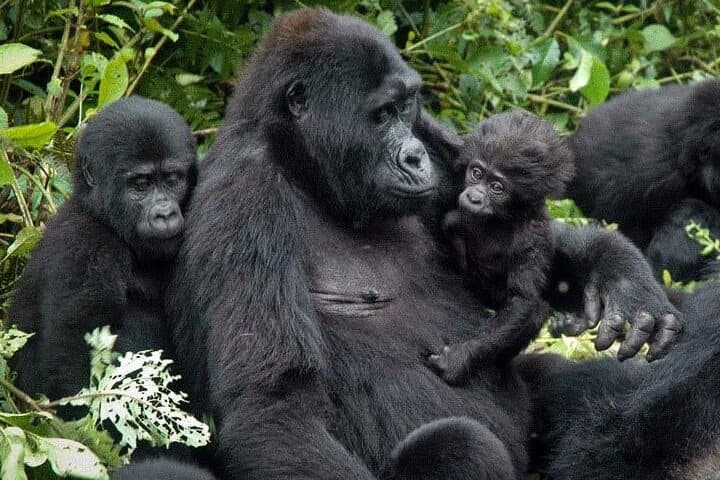 2-Day Bwindi Gorilla Trek from Kigali — Mountain Gorilla Safari photo 4