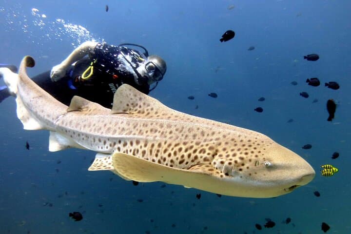Full-Day Koh Phi Phi Scuba Diving Course from Phuket — Private 2-Dive Experience photo 4