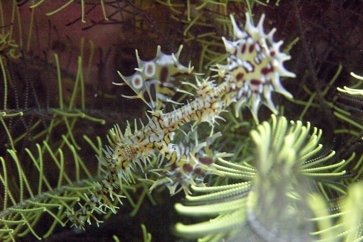 Full-Day Koh Phi Phi Scuba Diving Course from Phuket — Private 2-Dive Experience photo 6