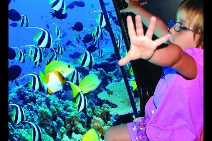 Red Sea Semi-Submarine: 2-Hour Coral Reef Cruise from Sharm El Sheikh photo 3