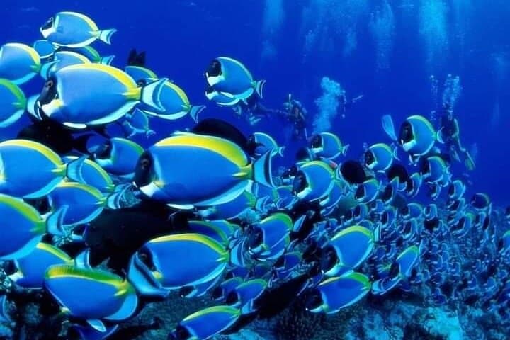 Red Sea Semi-Submarine: 2-Hour Coral Reef Cruise from Sharm El Sheikh photo 4