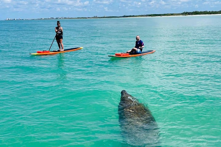 Fort Myers Dolphin and Manatee Paddle Tour — 2-Hour Wildlife Eco-Trip photo 2