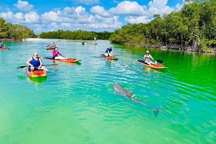 Fort Myers Dolphin and Manatee Paddle Tour — 2-Hour Wildlife Eco-Trip photo 3