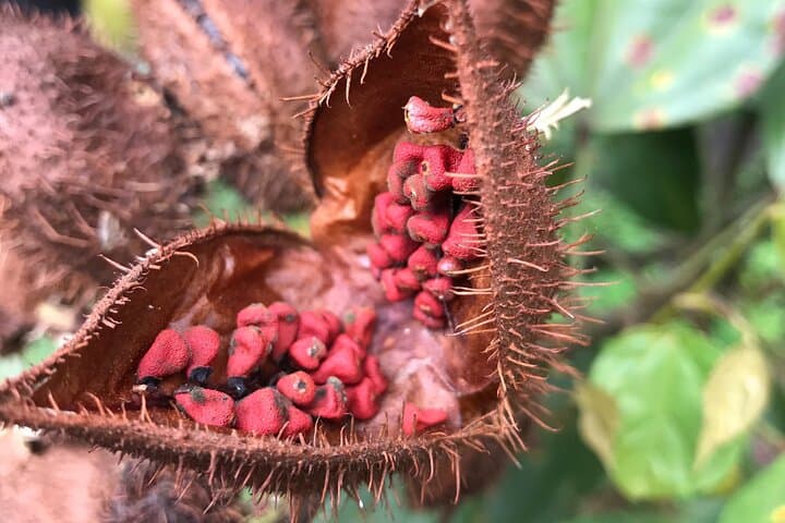Cacao Farm Tour in the Jungle of Cusco: Full-Day Chocolate Immersion photo 4