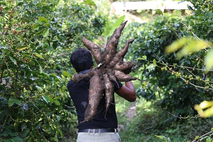 Cacao Farm Tour in the Jungle of Cusco: Full-Day Chocolate Immersion photo 3