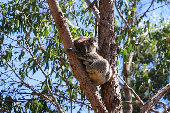 Morialta Wilderness & Wildlife Hike: Half-Day Guided Walk from Adelaide photo 2