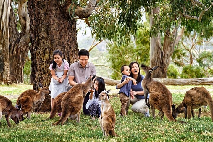 Cleland Wildlife Park Day Trip: Koalas, Kangaroos & Mount Lofty Views from Adelaide photo 4