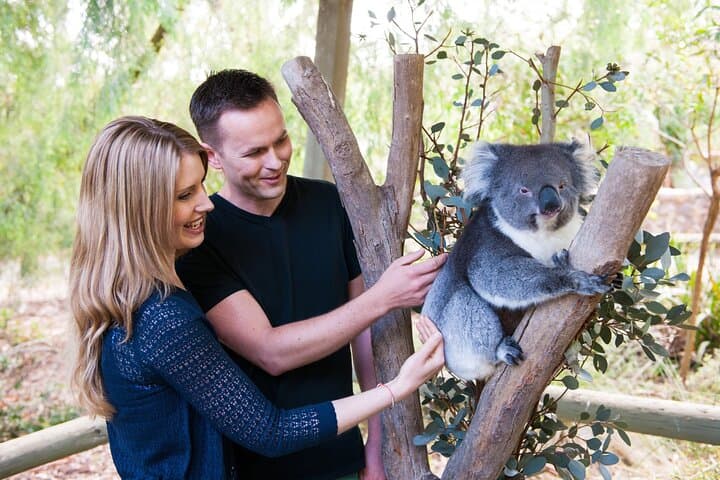 Cleland Wildlife Park Day Trip: Koalas, Kangaroos & Mount Lofty Views from Adelaide photo 5