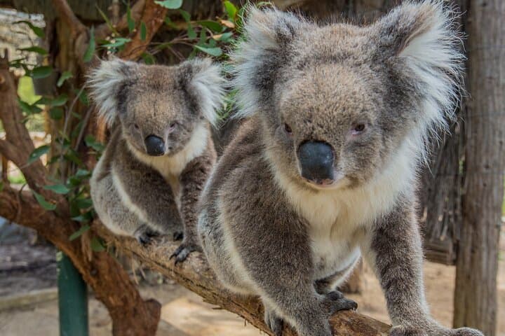 Cleland Wildlife Park Day Trip: Koalas, Kangaroos & Mount Lofty Views from Adelaide