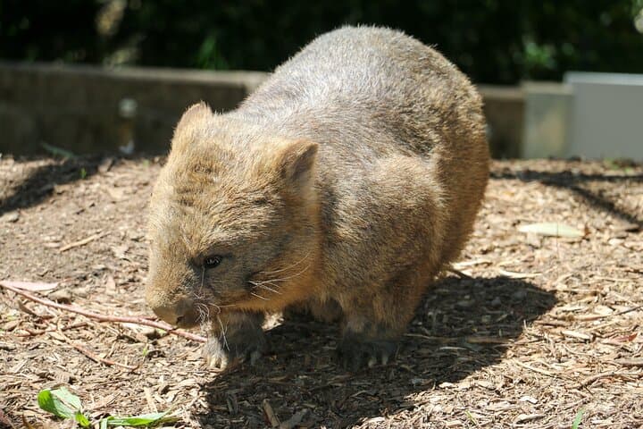 Cleland Wildlife Park Day Trip: Koalas, Kangaroos & Mount Lofty Views from Adelaide photo 6