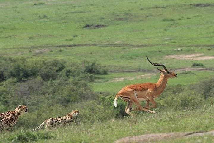 Two-Day Masai Mara Safari: Big Five, Wildebeest Migration & Optional Balloon Ride photo 3